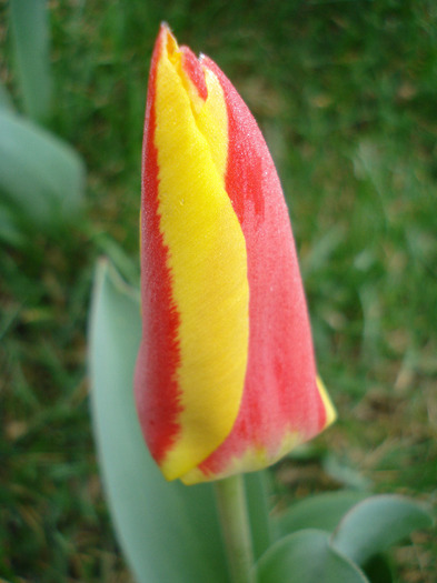 Tulipa Stresa (2011, March 31) - Tulipa Stresa