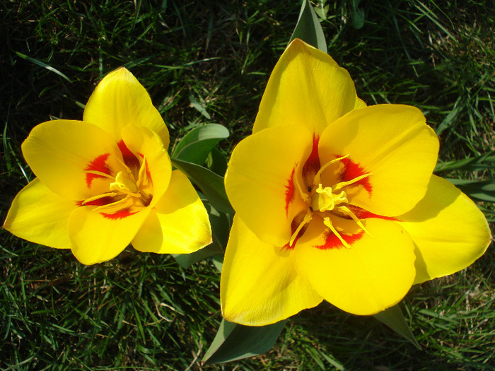 Tulipa Stresa (2011, March 31) - Tulipa Stresa