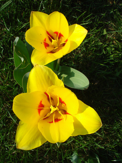 Tulipa Stresa (2011, March 31) - Tulipa Stresa
