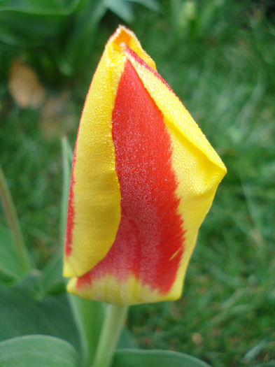 Tulipa Stresa (2011, April 01) - Tulipa Stresa