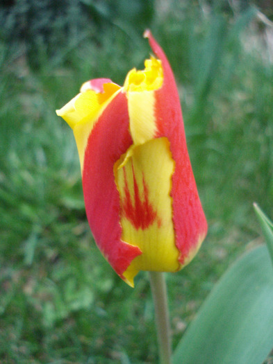 Tulipa Stresa (2011, April 02) - Tulipa Stresa