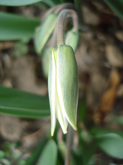 Tulipa Turkestanica (2011, April 04)