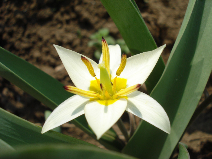 Tulipa Turkestanica (2011, April 05) - Tulipa Turkestanica