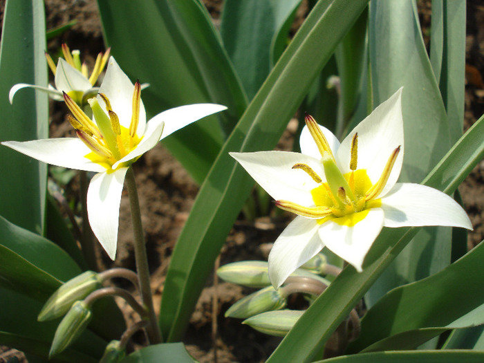 Tulipa Turkestanica (2011, April 05)