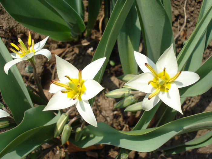 Tulipa Turkestanica (2011, April 05) - Tulipa Turkestanica