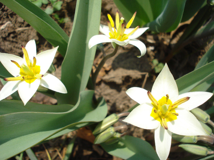 Tulipa Turkestanica (2011, April 05) - Tulipa Turkestanica