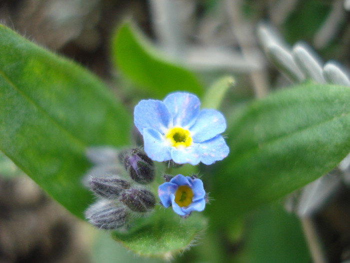 Myosotis alpestris (2011, April 04)