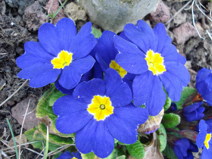 Blue Primula (2011, April 04) - PRIMULA Acaulis