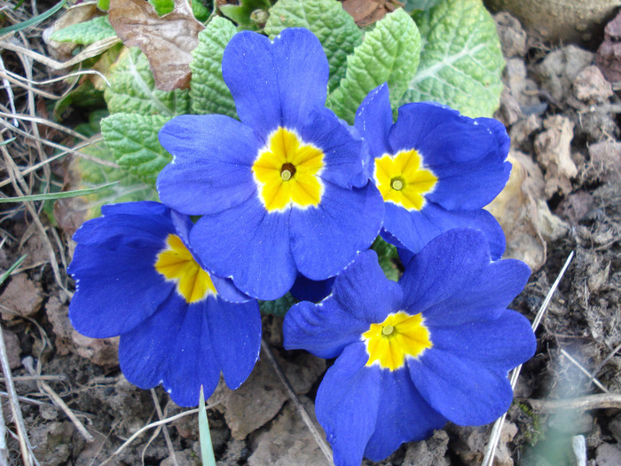 Blue Primula (2011, April 04)