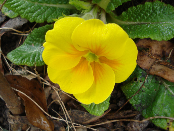 Yellow Primula (2011, April 05) - PRIMULA Acaulis