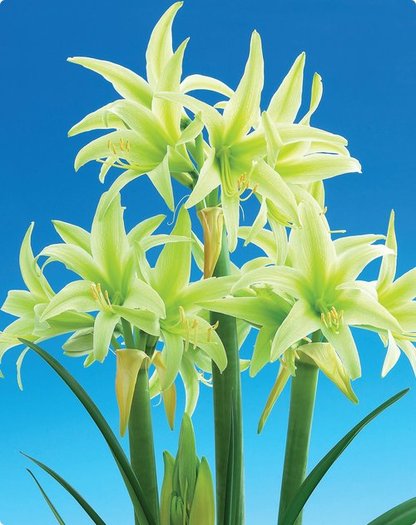 EVERGREEN - AMARYLLIS