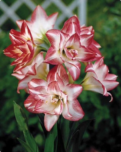 BLOSSOM PEACOCK - AMARYLLIS