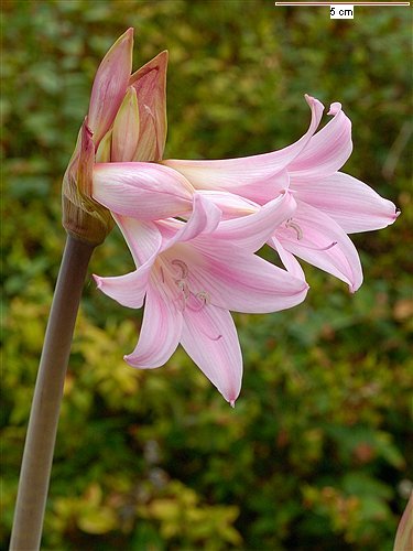 PURPUREA MAJOR - AMARYLLIS