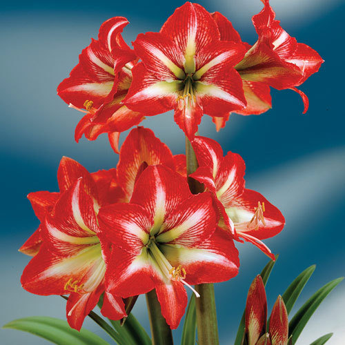 BABY STAR - AMARYLLIS