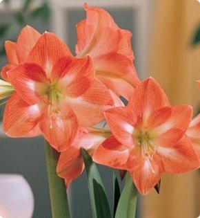 DIAMOND CHAMEUR - AMARYLLIS