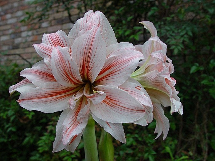 PHILADELPHIA - AMARYLLIS