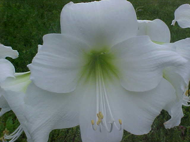 WHITE DAZZLER - AMARYLLIS