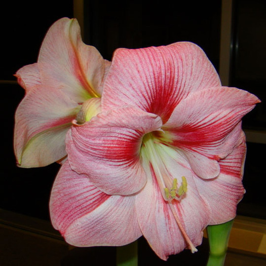 BLUSHING BRIDE - AMARYLLIS