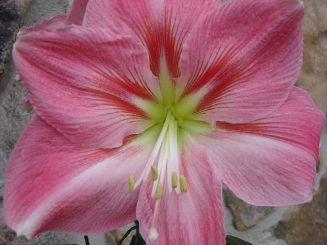 CANDY FLOSS - AMARYLLIS