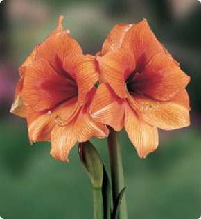 GOLD MEDAL - AMARYLLIS