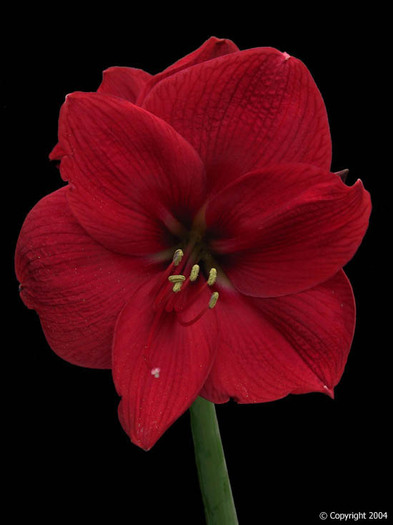 MERRY CHRISTMAS - AMARYLLIS