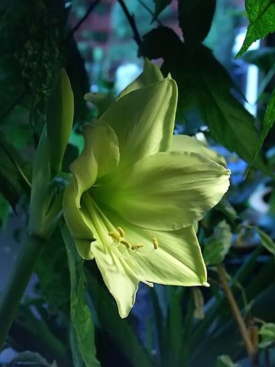 LIME GREEN - AMARYLLIS