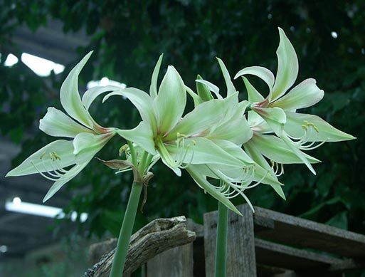 TOSCANA - AMARYLLIS