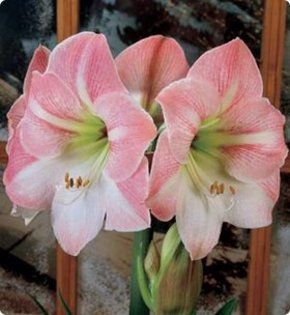 APPLE BLOSSOM - AMARYLLIS