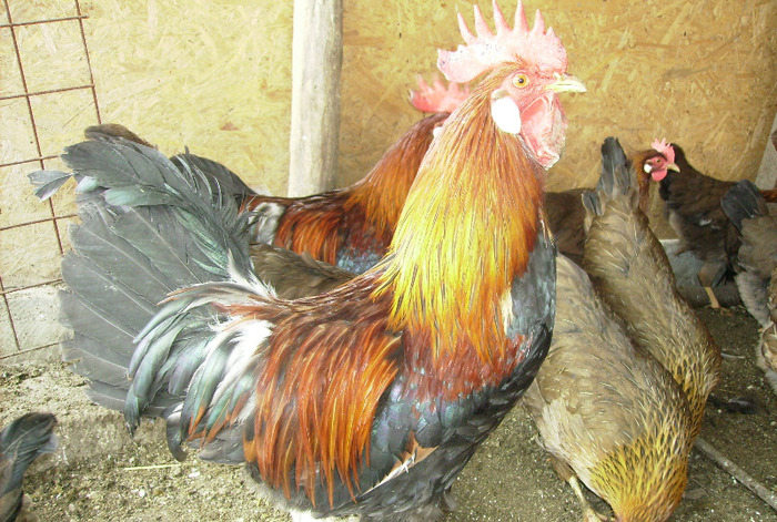 ITALIANA POTARNICHIUIMGP1075