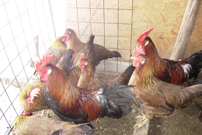 ITALIANA POTARNICHIUIMGP1083