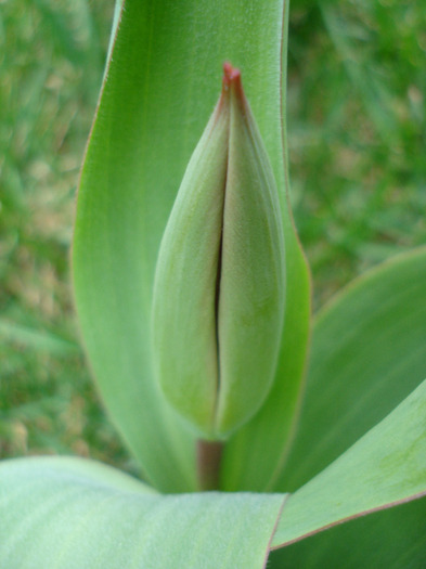 Tulip_Lalea (2011, March 29)