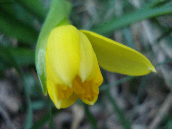 Daffodil_Narcisa (2011, March 29)