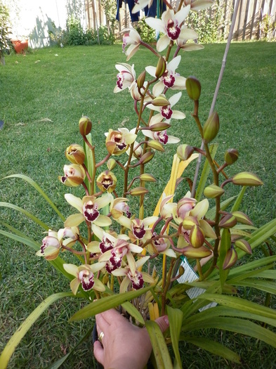 7.04.11 - Cymbidium