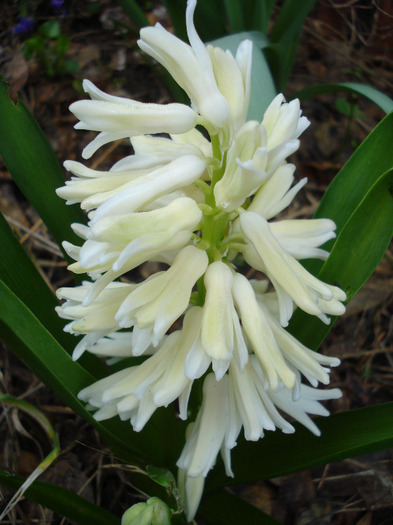 Hyacinth Carnegie (2011, April 07) - Hyacinth Carnegie
