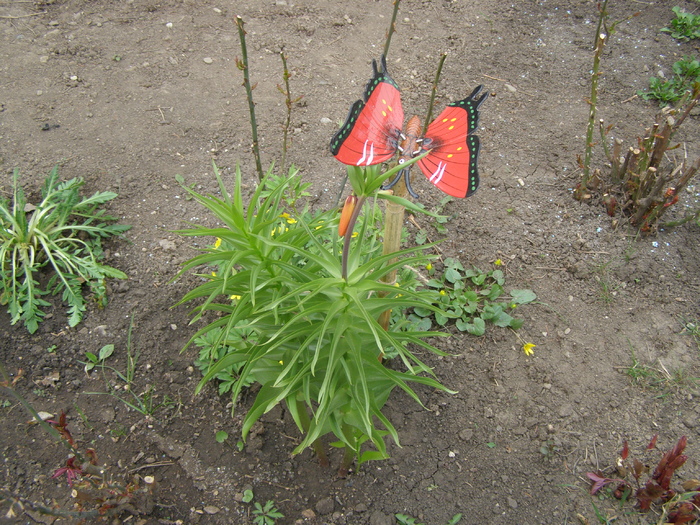 Fritillaria cu fluture - Gradina 2011