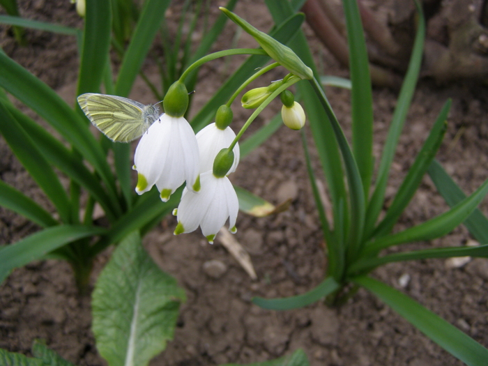 Ghiocei - Gradina 2011