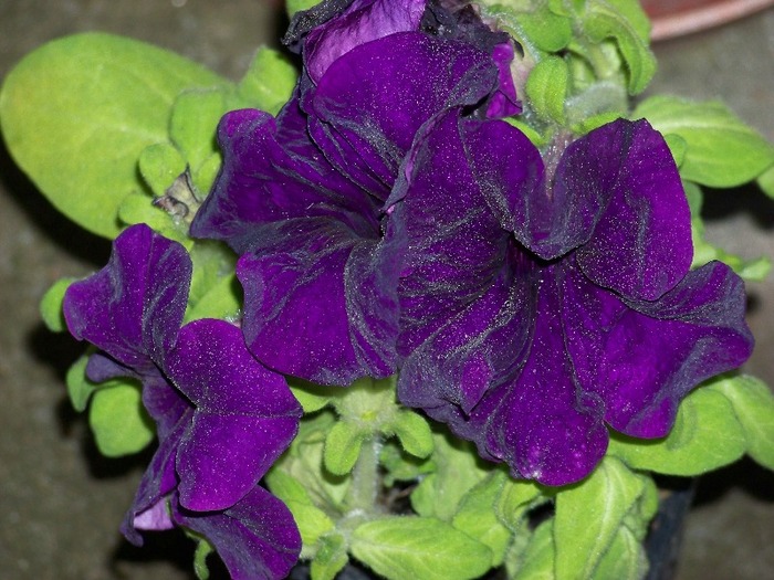 100_2025 - Aprilie 2011