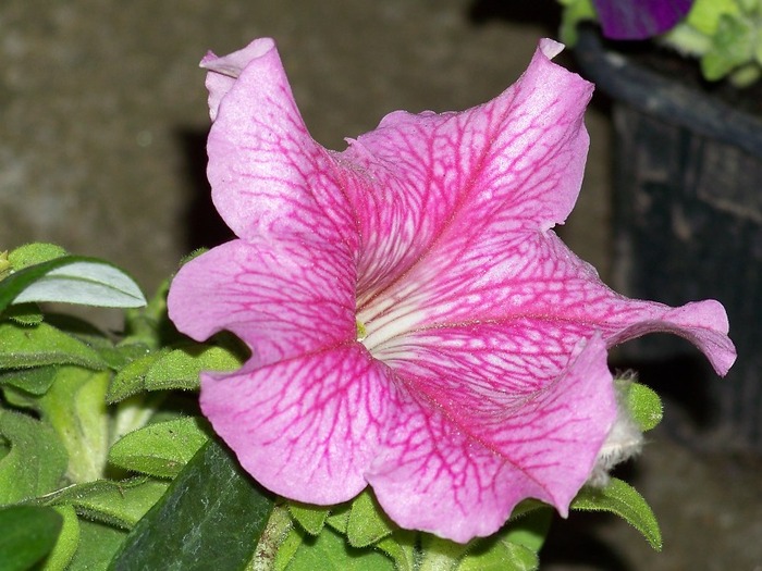 100_2027 - Aprilie 2011