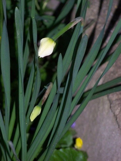 100_2028 - Aprilie 2011