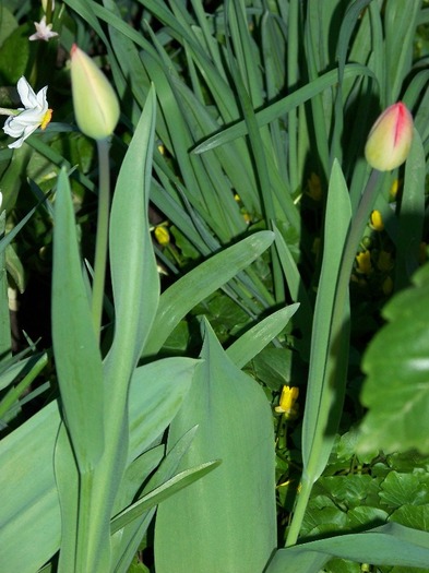 100_2030 - Aprilie 2011