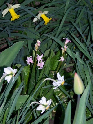 100_2031 - Aprilie 2011