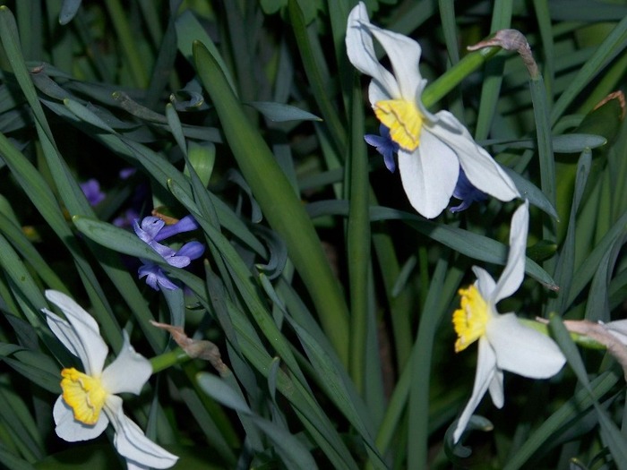 100_2034 - Aprilie 2011