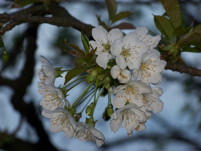 100_2035 - Aprilie 2011