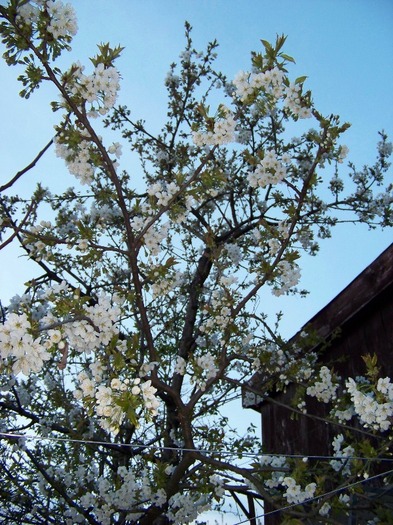 100_2036 - Aprilie 2011