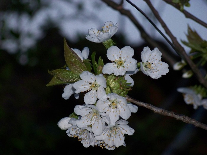 100_2043 - Aprilie 2011