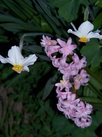100_2044 - Aprilie 2011