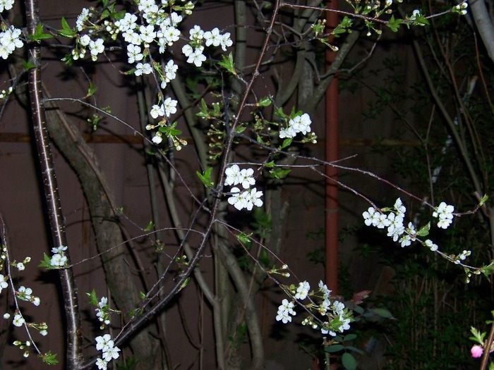 100_2061 - Aprilie 2011