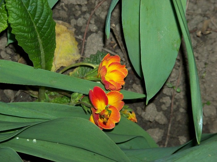 100_2077 - Aprilie 2011