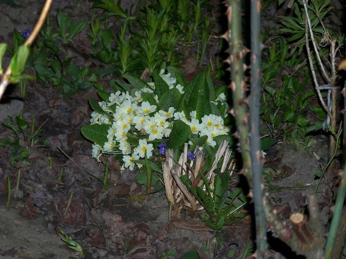 100_2091 - Aprilie 2011