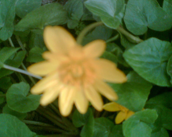 Picture 121 - Diverse flori
